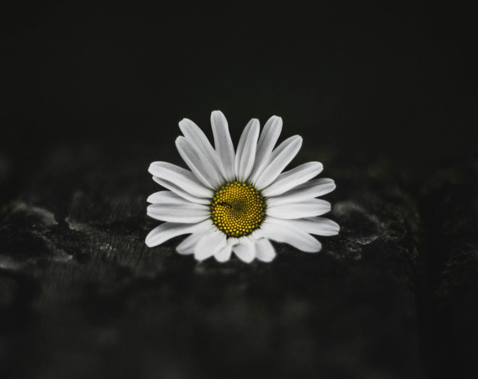 selective color photo of white daisy